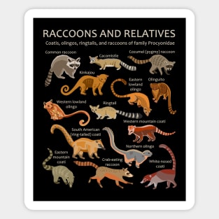 Raccoons and relatives: Coatis, olingos, ringtails, and raccoons of family Procyonidae Magnet